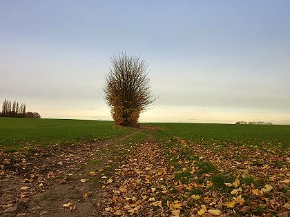 Monatsbaum im November