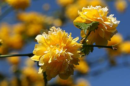 Gelbe Blütenbällchen