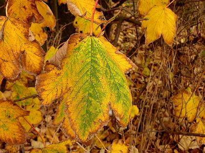 Herbstblätter