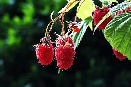 Himbeeren