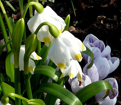 Narzissen und Krokus