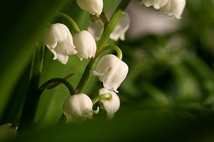 Maiglöckchen