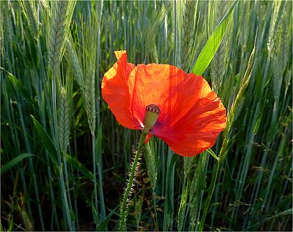 Mohn