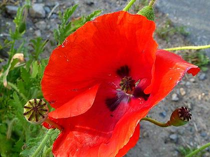 Mohn