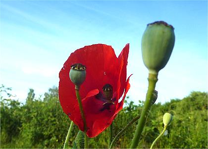 Mohn